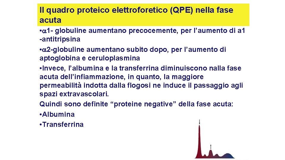 Il quadro proteico elettroforetico (QPE) nella fase acuta • 1 - globuline aumentano precocemente, Il quadro proteico elettroforetico (QPE) nella fase acuta • 1 - globuline aumentano precocemente,