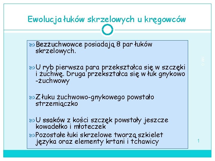 Ewolucja łuków skrzelowych u kręgowców Bezżuchwowce posiadają 8 par łuków skrzelowych. NM G U