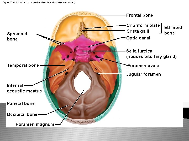 Figure 5. 10 Human skull, superior view (top of cranium removed). Frontal bone Sphenoid