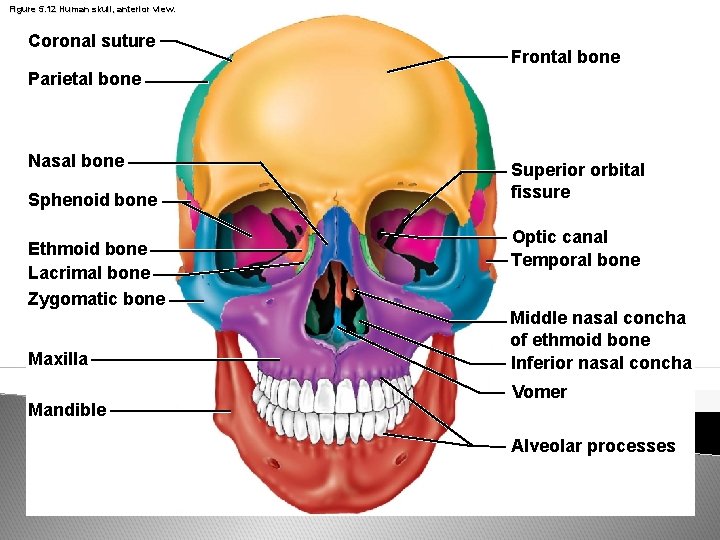 Figure 5. 12 Human skull, anterior view. Coronal suture Frontal bone Parietal bone Nasal