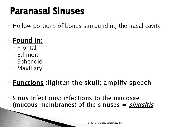 Paranasal Sinuses Hollow portions of bones surrounding the nasal cavity Found in: ◦ ◦