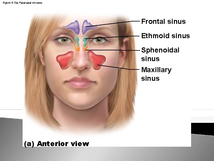 Figure 5. 13 a Paranasal sinuses. Frontal sinus Ethmoid sinus Sphenoidal sinus Maxillary sinus