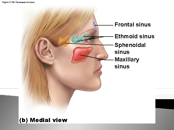 Figure 5. 13 b Paranasal sinuses. Frontal sinus Ethmoid sinus Sphenoidal sinus Maxillary sinus