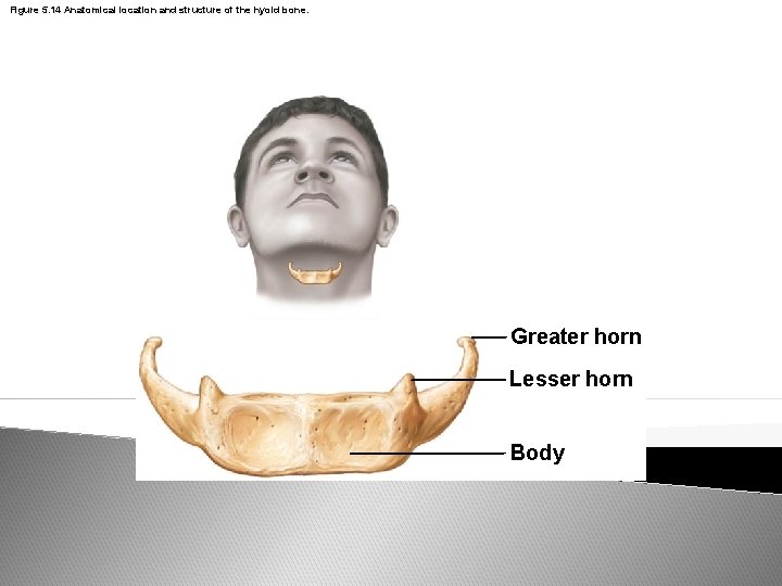 Figure 5. 14 Anatomical location and structure of the hyoid bone. Greater horn Lesser