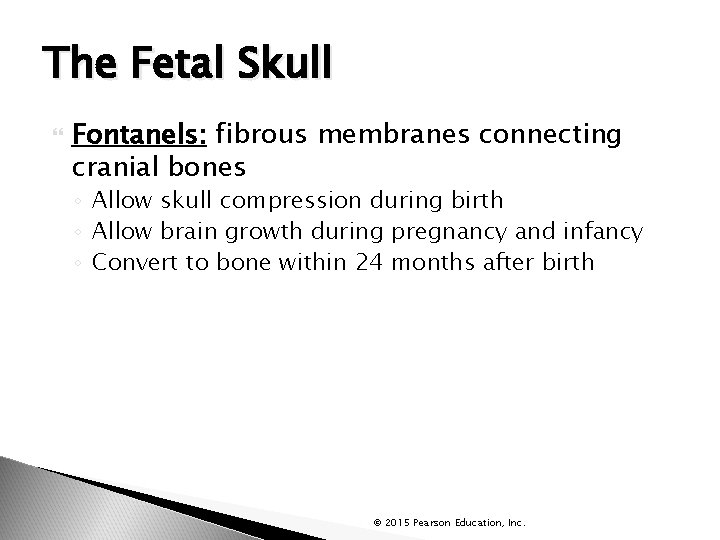 The Fetal Skull Fontanels: fibrous membranes connecting cranial bones ◦ Allow skull compression during