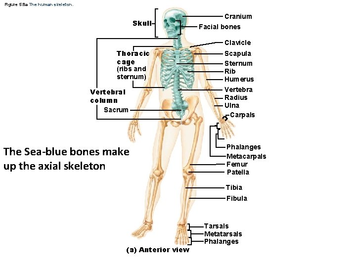 Figure 5. 8 a The human skeleton. Skull Cranium Facial bones Clavicle Thoracic cage