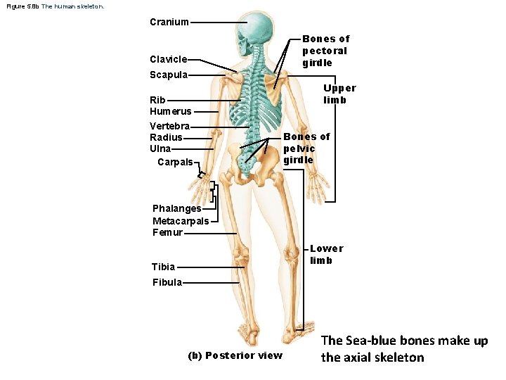 Figure 5. 8 b The human skeleton. Cranium Bones of pectoral girdle Clavicle Scapula