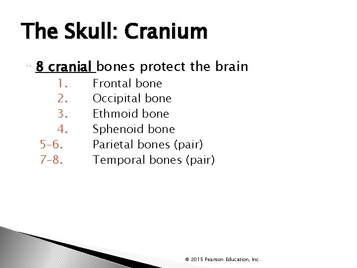 The Skull: Cranium 8 cranial bones protect the brain 1. 2. 3. 4. 5–