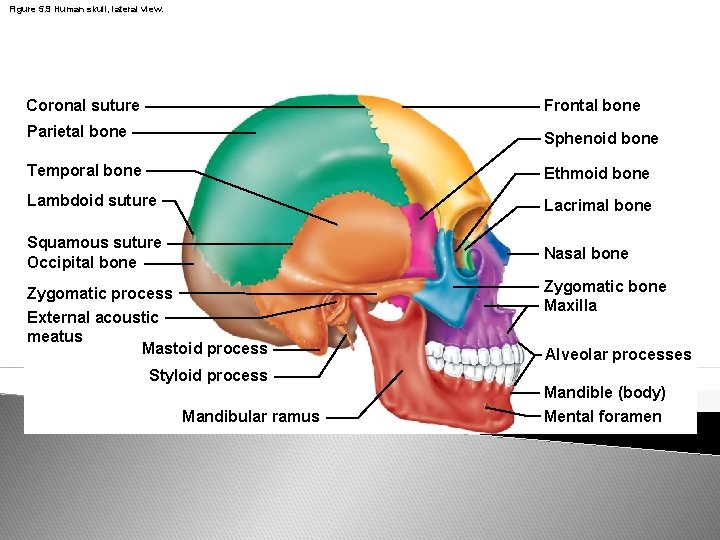 Figure 5. 9 Human skull, lateral view. Coronal suture Frontal bone Parietal bone Sphenoid