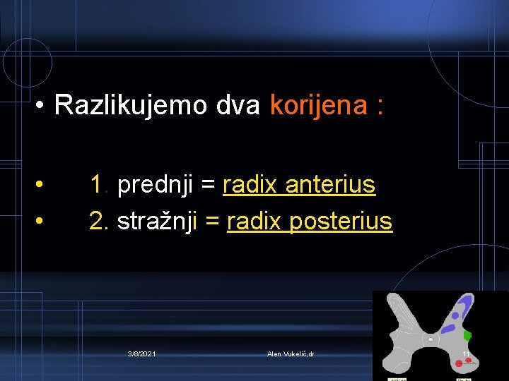  • Razlikujemo dva korijena : • • 1. prednji = radix anterius 2.