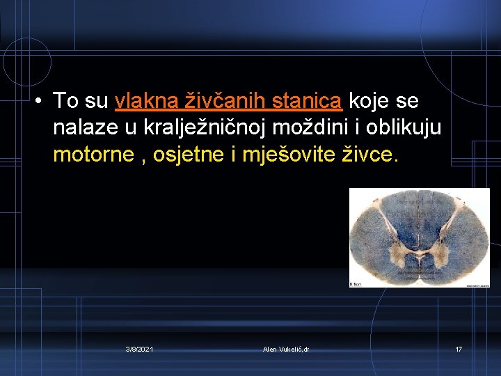  • To su vlakna živčanih stanica koje se nalaze u kralježničnoj moždini i