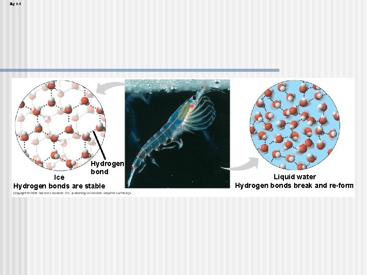 Fig. 3 -6 Hydrogen bond Ice Hydrogen bonds are stable Liquid water Hydrogen bonds