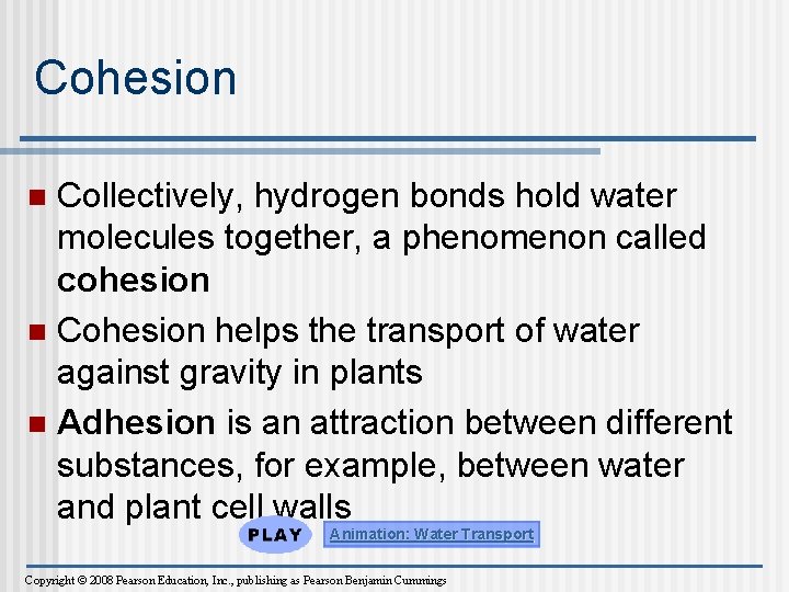 Cohesion Collectively, hydrogen bonds hold water molecules together, a phenomenon called cohesion n Cohesion