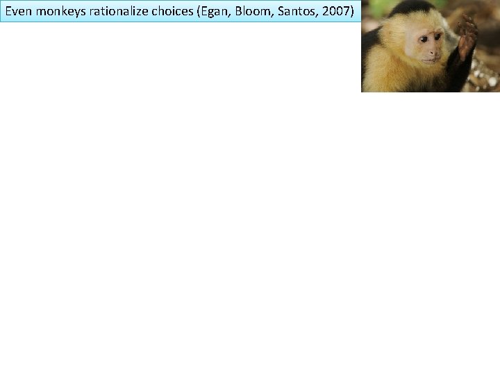 Even monkeys rationalize choices (Egan, Bloom, Santos, 2007) 