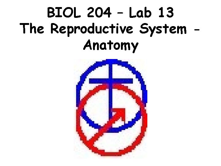 BIOL 204 – Lab 13 The Reproductive System Anatomy 