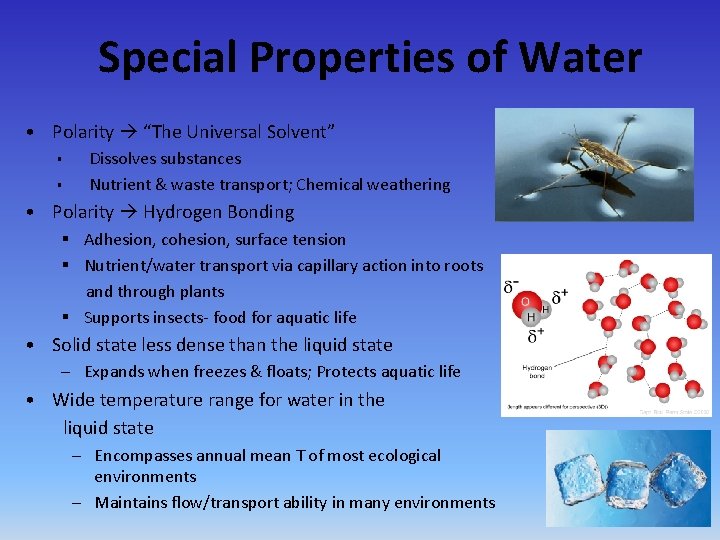 Special Properties of Water • Polarity “The Universal Solvent” § § Dissolves substances Nutrient