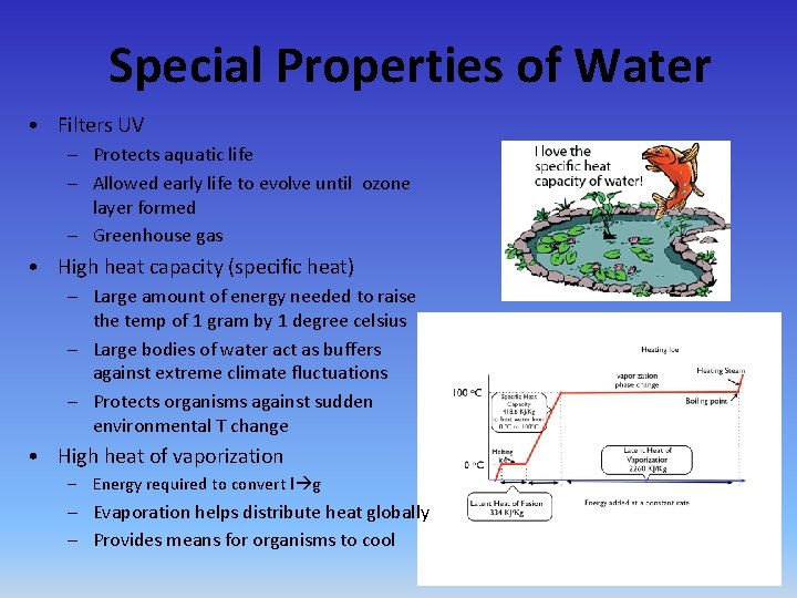 Special Properties of Water • Filters UV – Protects aquatic life – Allowed early