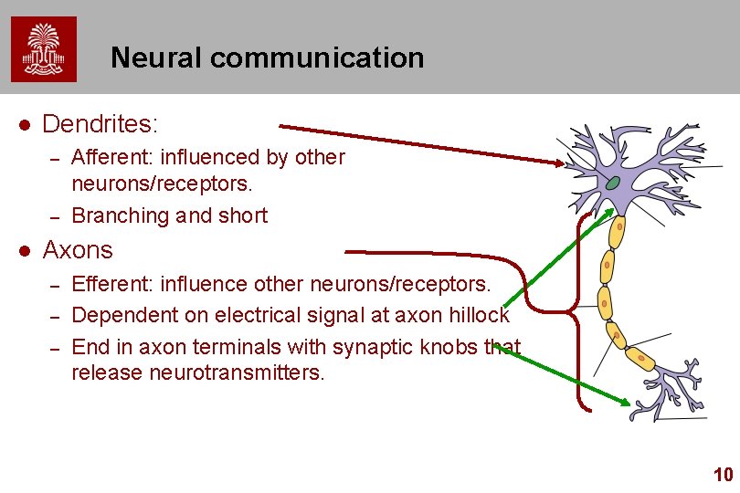 Neural communication l Dendrites: – – l Afferent: influenced by other neurons/receptors. Branching and