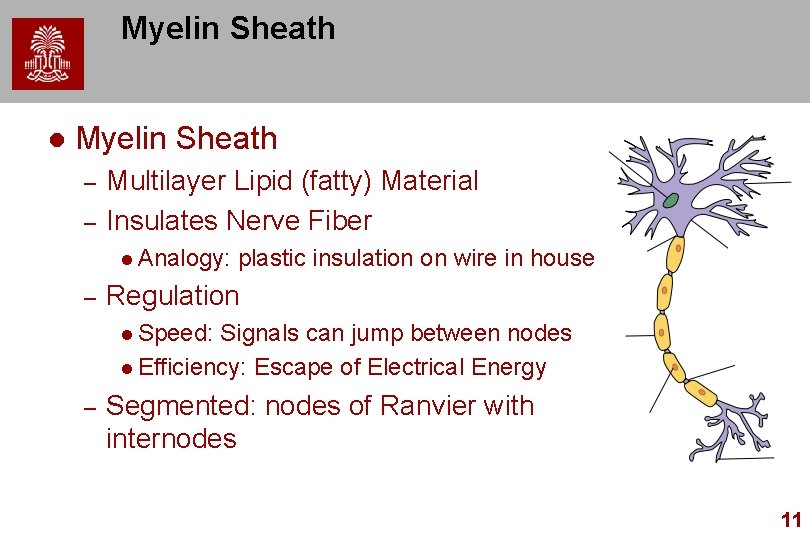 Myelin Sheath l Myelin Sheath – – Multilayer Lipid (fatty) Material Insulates Nerve Fiber