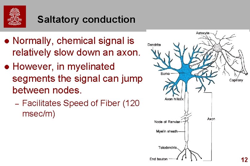 Saltatory conduction Normally, chemical signal is relatively slow down an axon. l However, in