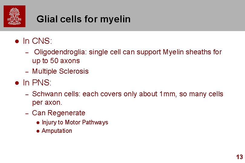 Glial cells for myelin l In CNS: – – l Oligodendroglia: single cell can