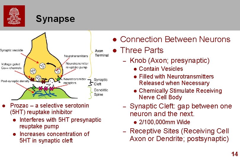 Synapse l l Connection Between Neurons Three Parts – Knob (Axon; presynaptic) l l