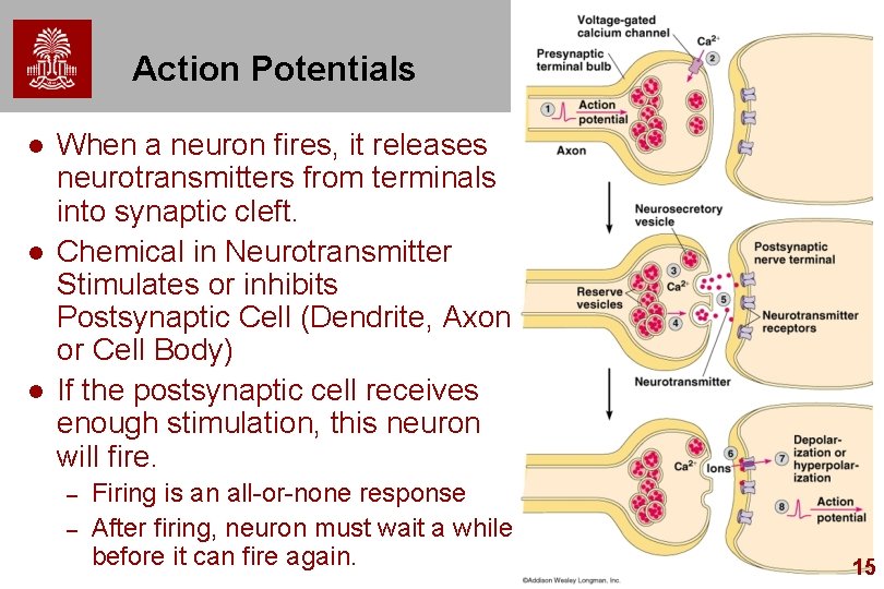 Action Potentials l l l When a neuron fires, it releases neurotransmitters from terminals Action Potentials l l l When a neuron fires, it releases neurotransmitters from terminals