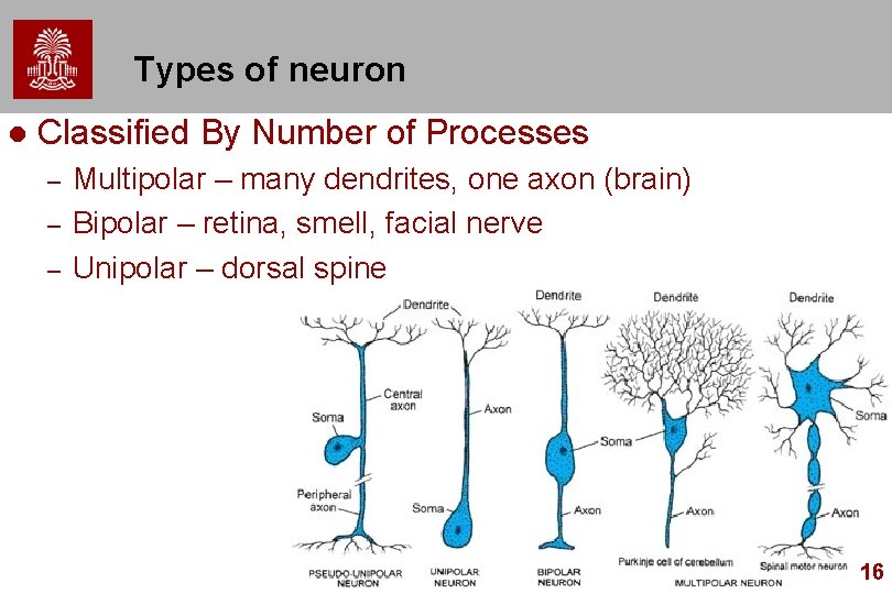 Types of neuron l Classified By Number of Processes – – – Multipolar – Types of neuron l Classified By Number of Processes – – – Multipolar –