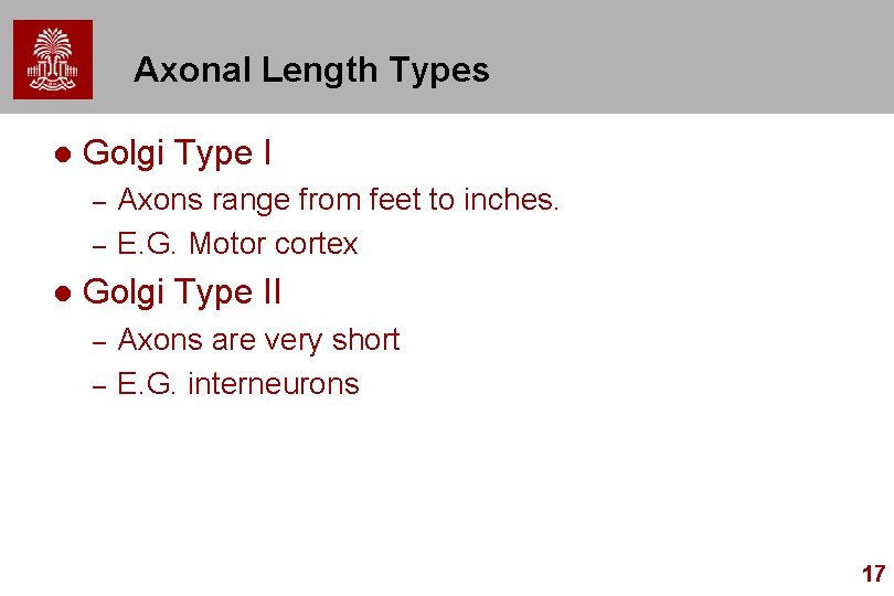 Axonal Length Types l Golgi Type I – – l Axons range from feet