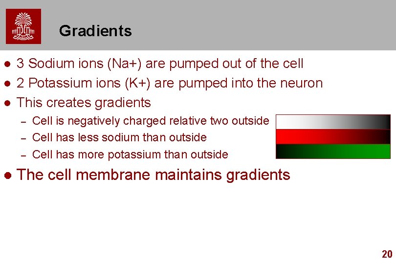 Gradients l l l 3 Sodium ions (Na+) are pumped out of the cell Gradients l l l 3 Sodium ions (Na+) are pumped out of the cell