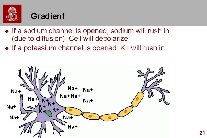 Gradient l l If a sodium channel is opened, sodium will rush in (due Gradient l l If a sodium channel is opened, sodium will rush in (due