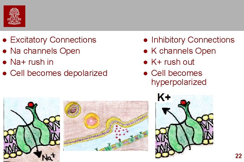 l l Excitatory Connections Na channels Open Na+ rush in Cell becomes depolarized l