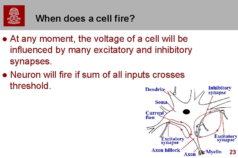 When does a cell fire? At any moment, the voltage of a cell will