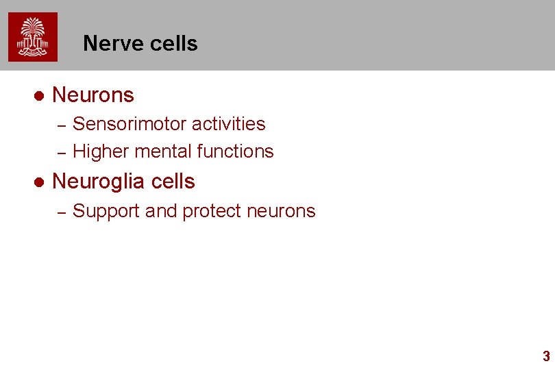 Nerve cells l Neurons – – l Sensorimotor activities Higher mental functions Neuroglia cells