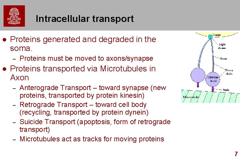 Intracellular transport l Proteins generated and degraded in the soma. – l Proteins must