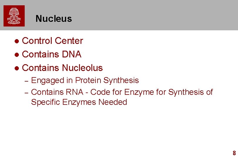 Nucleus Control Center l Contains DNA l Contains Nucleolus l – – Engaged in Nucleus Control Center l Contains DNA l Contains Nucleolus l – – Engaged in