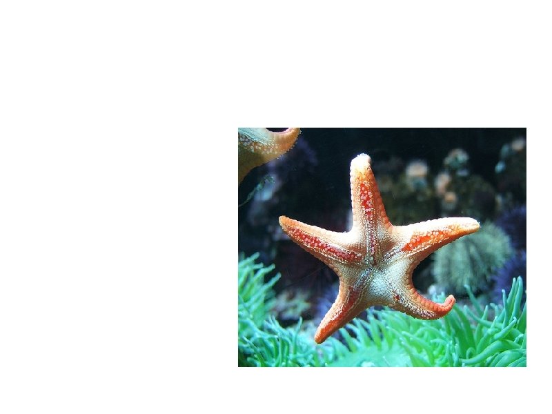 Phylum: Echinodermata "echino" - sea urchin, "spiny" "derm" - skin Example animals: Starfish Brittle