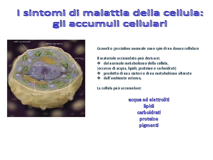 Granuli o goccioline anomale sono spie di un danno cellulare Il materiale accumulato può