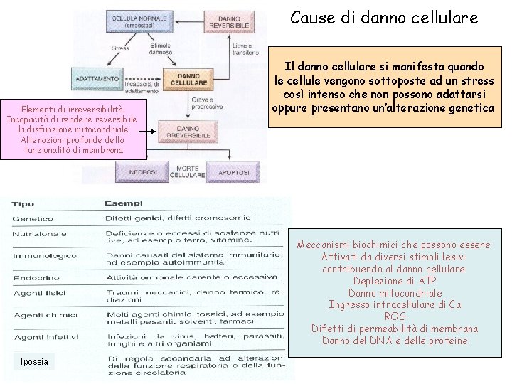 Cause di danno cellulare Elementi di irreversibilità: Incapacità di rendere reversibile la disfunzione mitocondriale