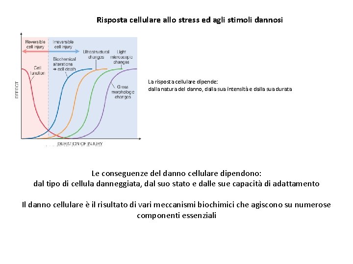 Risposta cellulare allo stress ed agli stimoli dannosi La risposta cellulare dipende: dalla natura