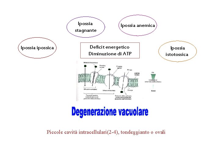 Ipossia stagnante Ipossia ipossica Ipossia anemica Deficit energetico Diminuzione di ATP Ipossia istotossica Piccole