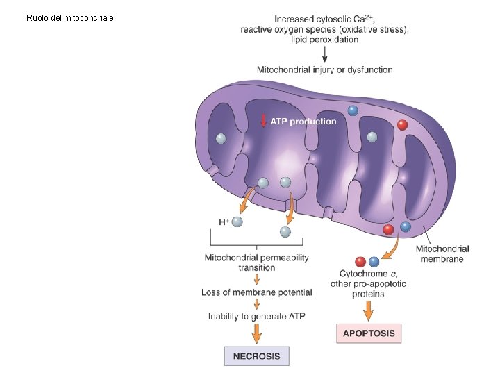 Ruolo del mitocondriale 
