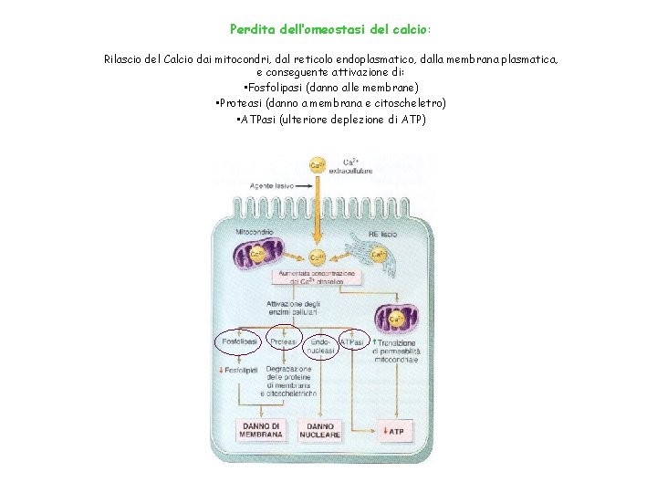 Perdita dell’omeostasi del calcio: Rilascio del Calcio dai mitocondri, dal reticolo endoplasmatico, dalla membrana