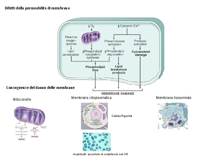 Difetti della permeabilità di membrana Conseguenze del danno delle membrane Mitocondrio Membrana citoplasmatica Cellula