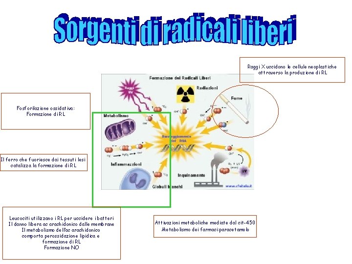 Raggi X uccidono le cellule neoplastiche attraverso la produzione di RL Fosforilazione ossidativa: Formazione