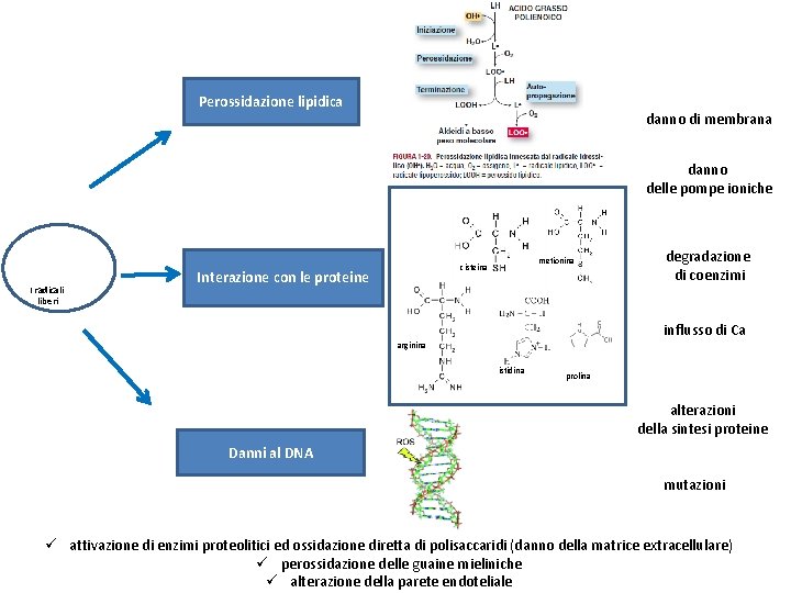 Perossidazione lipidica danno di membrana danno delle pompe ioniche I radicali liberi metionina cisteina