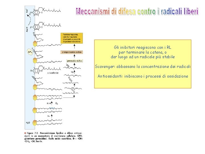 Gli inibitori reagiscono con i RL per terminare la catena, o dar luogo ad