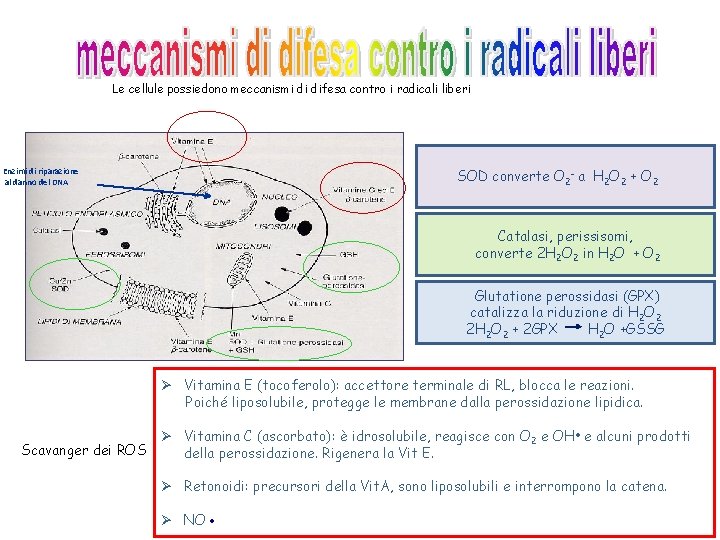 Le cellule possiedono meccanismi di difesa contro i radicali liberi Enzimi di riparazione al