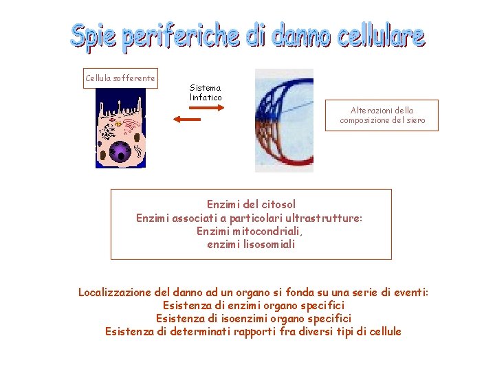 Cellula sofferente Sistema linfatico Alterazioni della composizione del siero Enzimi del citosol Enzimi associati