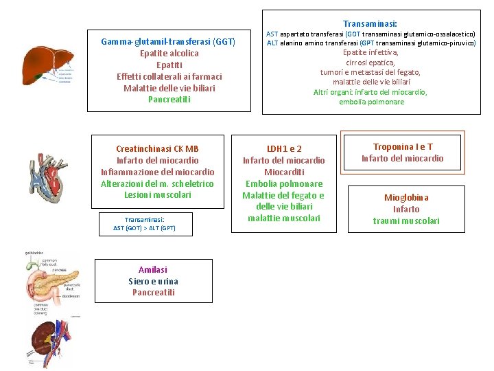 Transaminasi: Gamma-glutamil-transferasi (GGT) Epatite alcolica Epatiti Effetti collaterali ai farmaci Malattie delle vie biliari